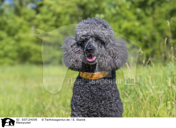 Kleinpudel / Royal Standard Poodle / SST-24006