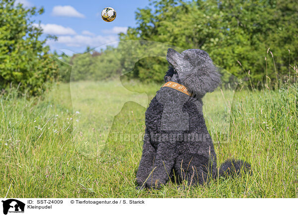 Kleinpudel / Royal Standard Poodle / SST-24009