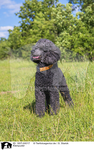 Kleinpudel / Royal Standard Poodle / SST-24017