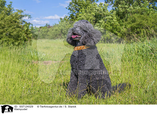 Kleinpudel / Royal Standard Poodle / SST-24029