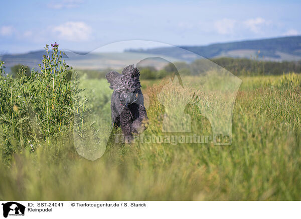 Kleinpudel / Royal Standard Poodle / SST-24041