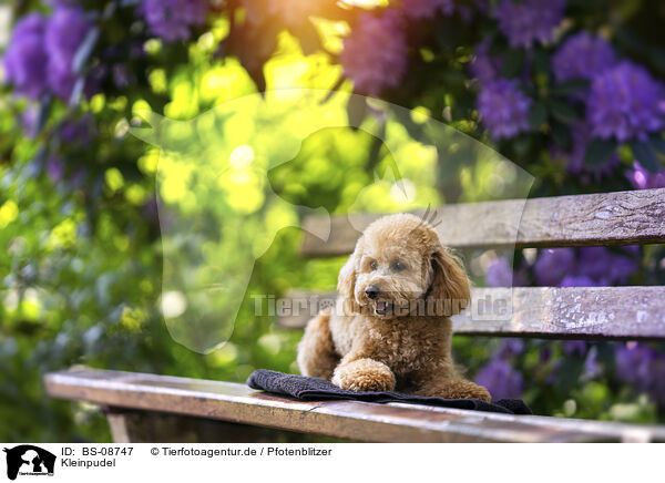 Kleinpudel / Royal Standard Poodle / BS-08747