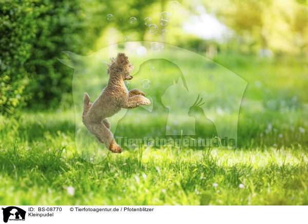 Kleinpudel / Royal Standard Poodle / BS-08770