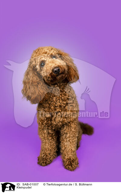 Kleinpudel / Royal Standard Poodle / SAB-01007