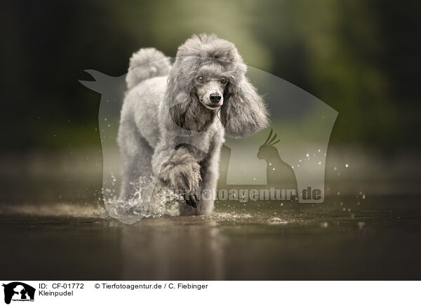 Kleinpudel / Royal Standard Poodle / CF-01772