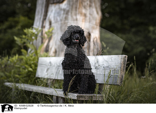 Kleinpudel / Royal Standard Poodle / KAM-02928