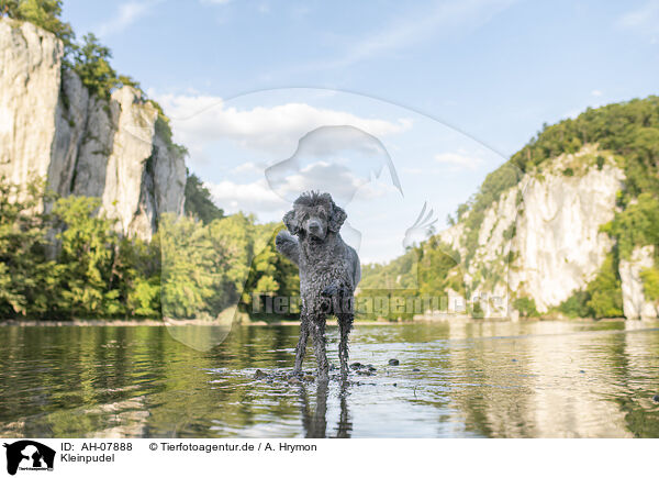 Kleinpudel / standard poodle / AH-07888