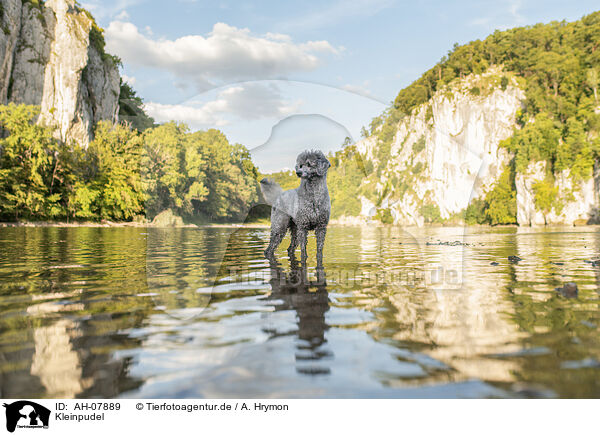 Kleinpudel / standard poodle / AH-07889