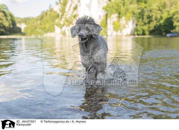 Kleinpudel / standard poodle / AH-07901