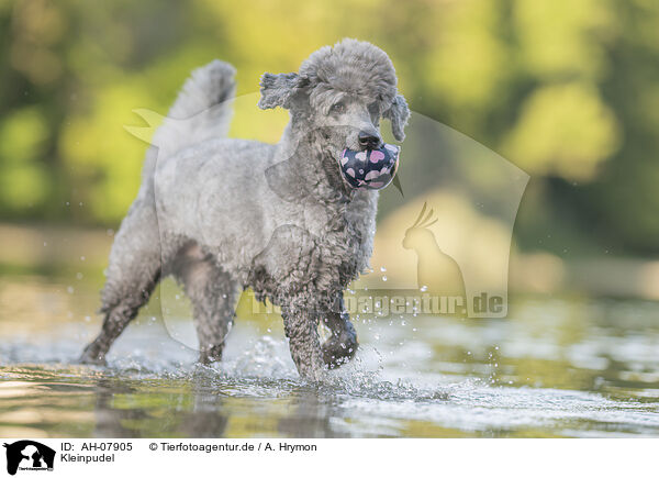 Kleinpudel / standard poodle / AH-07905