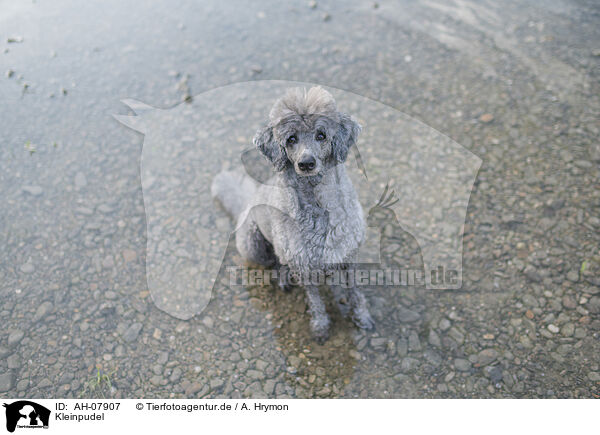 Kleinpudel / standard poodle / AH-07907