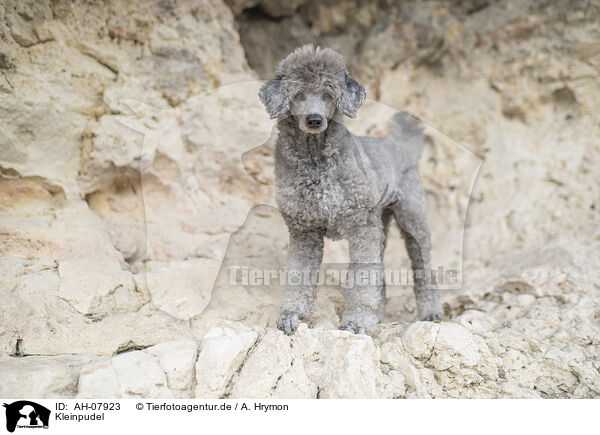 Kleinpudel / standard poodle / AH-07923