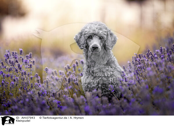 Kleinpudel / standard poodle / AH-07943