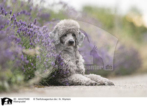 Kleinpudel / standard poodle / AH-07946