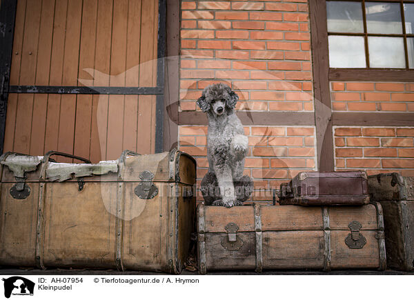 Kleinpudel / standard poodle / AH-07954