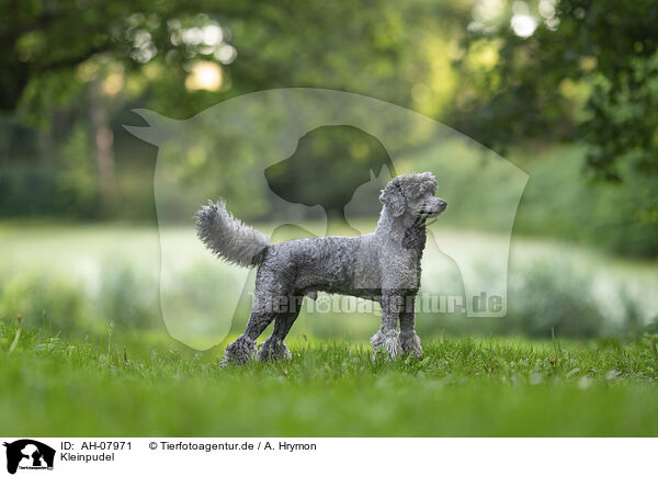 Kleinpudel / standard poodle / AH-07971