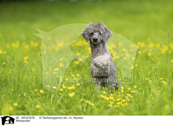 Kleinpudel / standard poodle / AH-07976