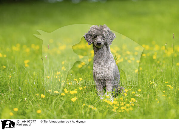 Kleinpudel / standard poodle / AH-07977