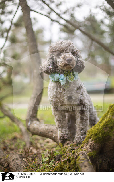 Kleinpudel / standard poodle / MW-29913