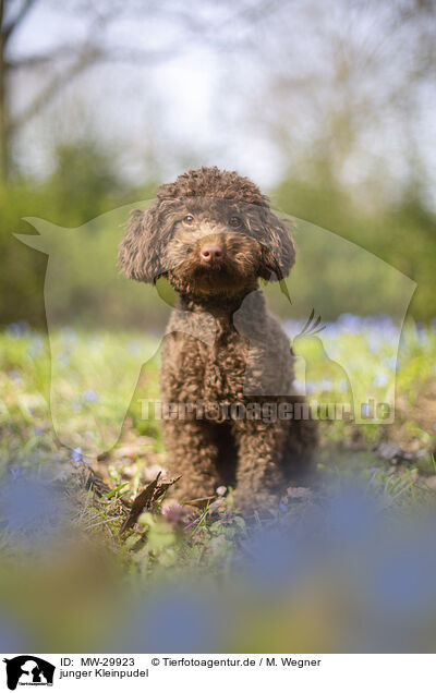 junger Kleinpudel / young Standard poodle / MW-29923