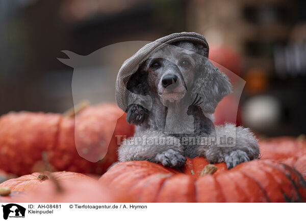 Kleinpudel / Standard Poodle / AH-08481