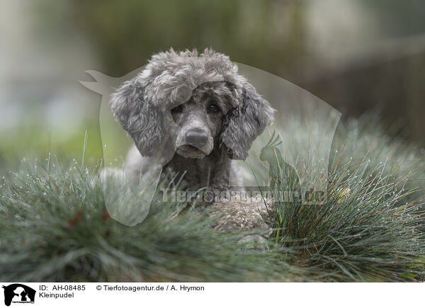 Kleinpudel / Standard Poodle / AH-08485