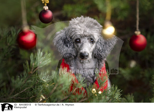 Kleinpudel / Standard Poodle / AH-08515