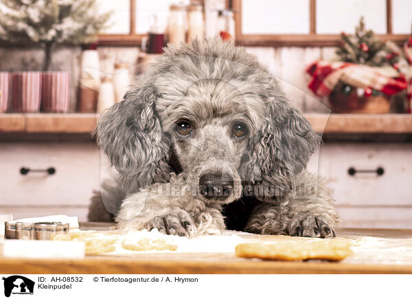 Kleinpudel / Standard Poodle / AH-08532