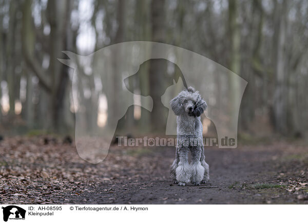 Kleinpudel / Standard Poodle / AH-08595