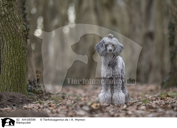 Kleinpudel / Standard Poodle / AH-08596