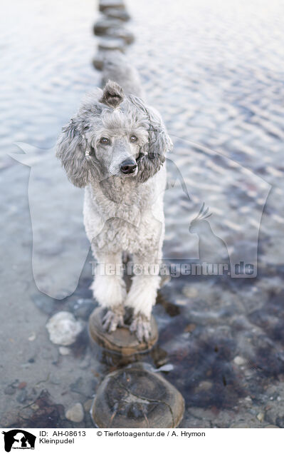 Kleinpudel / Standard Poodle / AH-08613