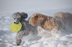 Kleinpudel im Schnee