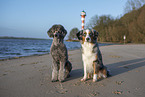 2 Hunde