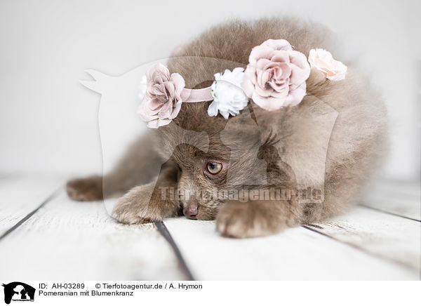 Pomeranian mit Blumenkranz / Pomeranian with wreath of flowers / AH-03289