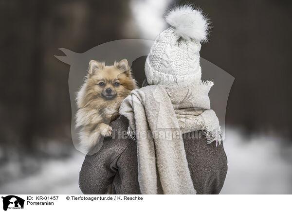 Pomeranian / KR-01457