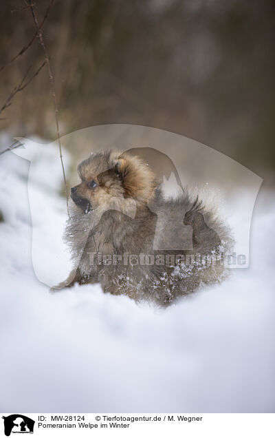 Pomeranian Welpe im Winter / Pomeranian puppy in winter / MW-28124