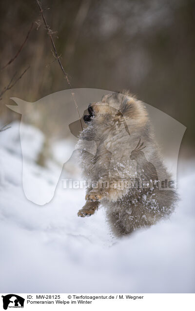 Pomeranian Welpe im Winter / Pomeranian puppy in winter / MW-28125