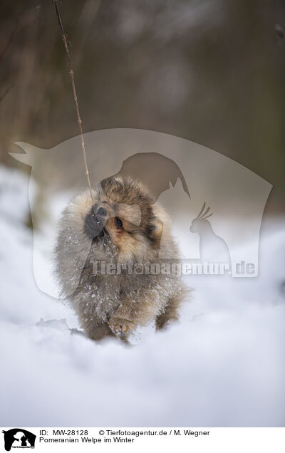 Pomeranian Welpe im Winter / Pomeranian puppy in winter / MW-28128