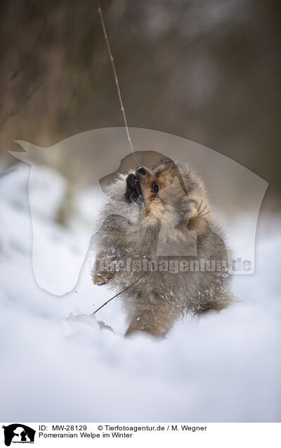 Pomeranian Welpe im Winter / Pomeranian puppy in winter / MW-28129