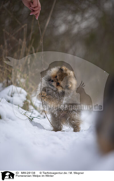 Pomeranian Welpe im Winter / Pomeranian puppy in winter / MW-28138