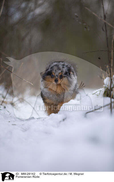 Pomeranian Rde / male Pomeranian / MW-28142