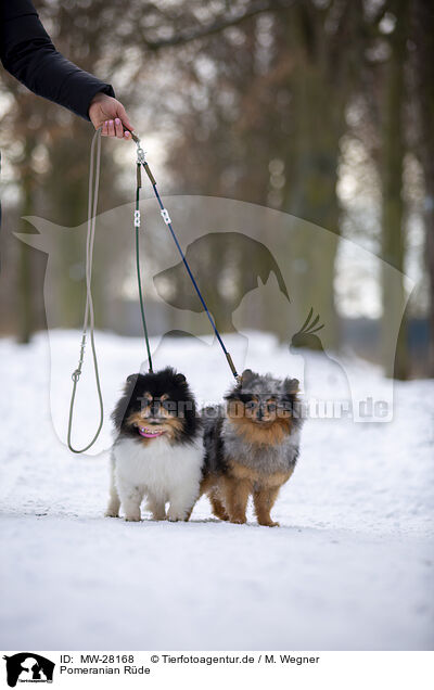 Pomeranian Rde / male Pomeranian / MW-28168