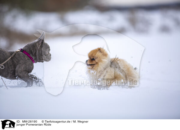 junger Pomeranian Rde / young male Pomeranian / MW-28190