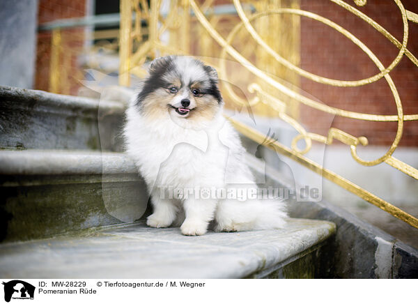 Pomeranian Rde / male Pomeranian / MW-28229