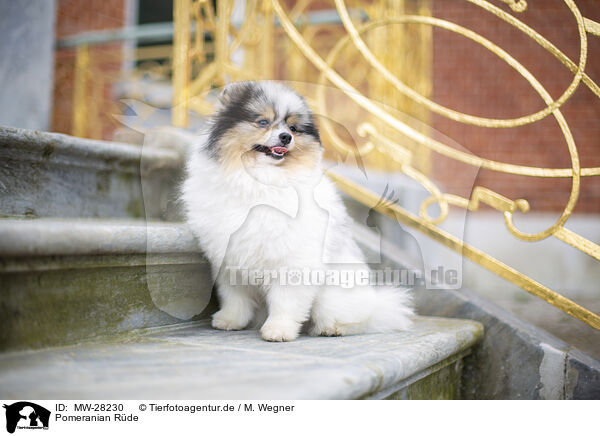 Pomeranian Rde / male Pomeranian / MW-28230