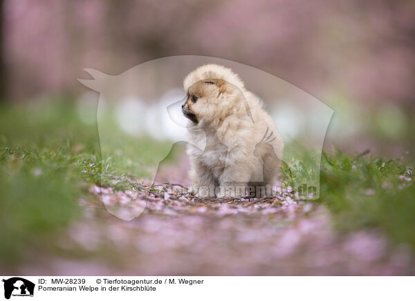 Pomeranian Welpe in der Kirschblte / Pomeranian puppy in cherry blossom / MW-28239