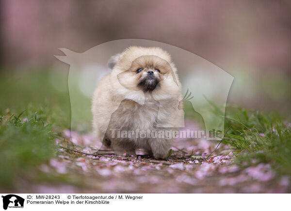 Pomeranian Welpe in der Kirschblte / Pomeranian puppy in cherry blossom / MW-28243