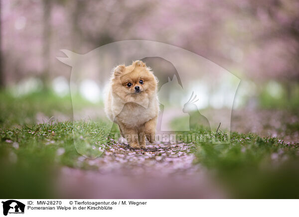 Pomeranian Welpe in der Kirschblte / Pomeranian puppy in cherry blossom / MW-28270