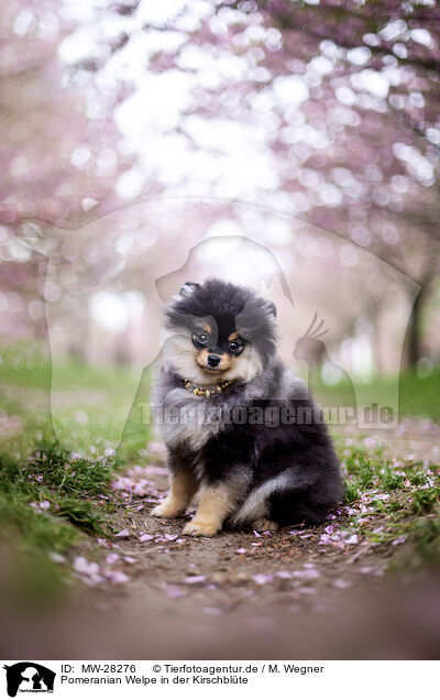 Pomeranian Welpe in der Kirschblte / Pomeranian puppy in cherry blossom / MW-28276