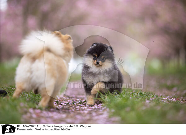 Pomeranian Welpe in der Kirschblte / Pomeranian puppy in cherry blossom / MW-28281